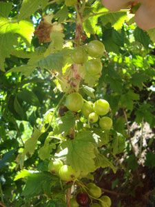 Саженцы крыжовника