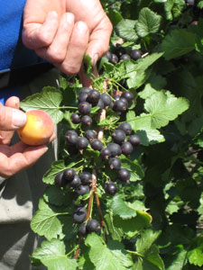 Саженцы иошты